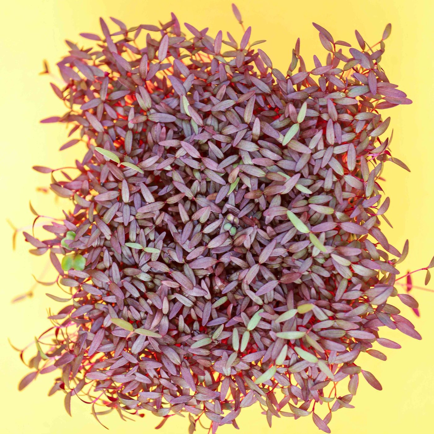 Amaranth Red microgreens