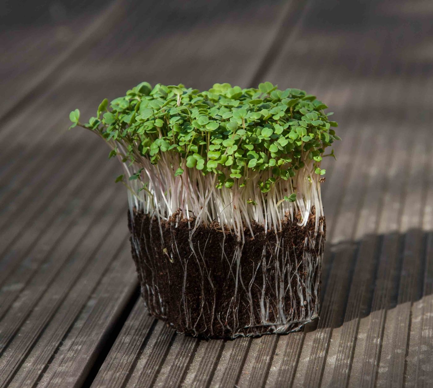 Arugula Rocket microgreens