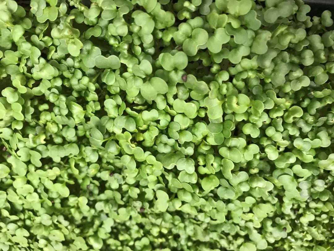 Broccoli Raab microgreens