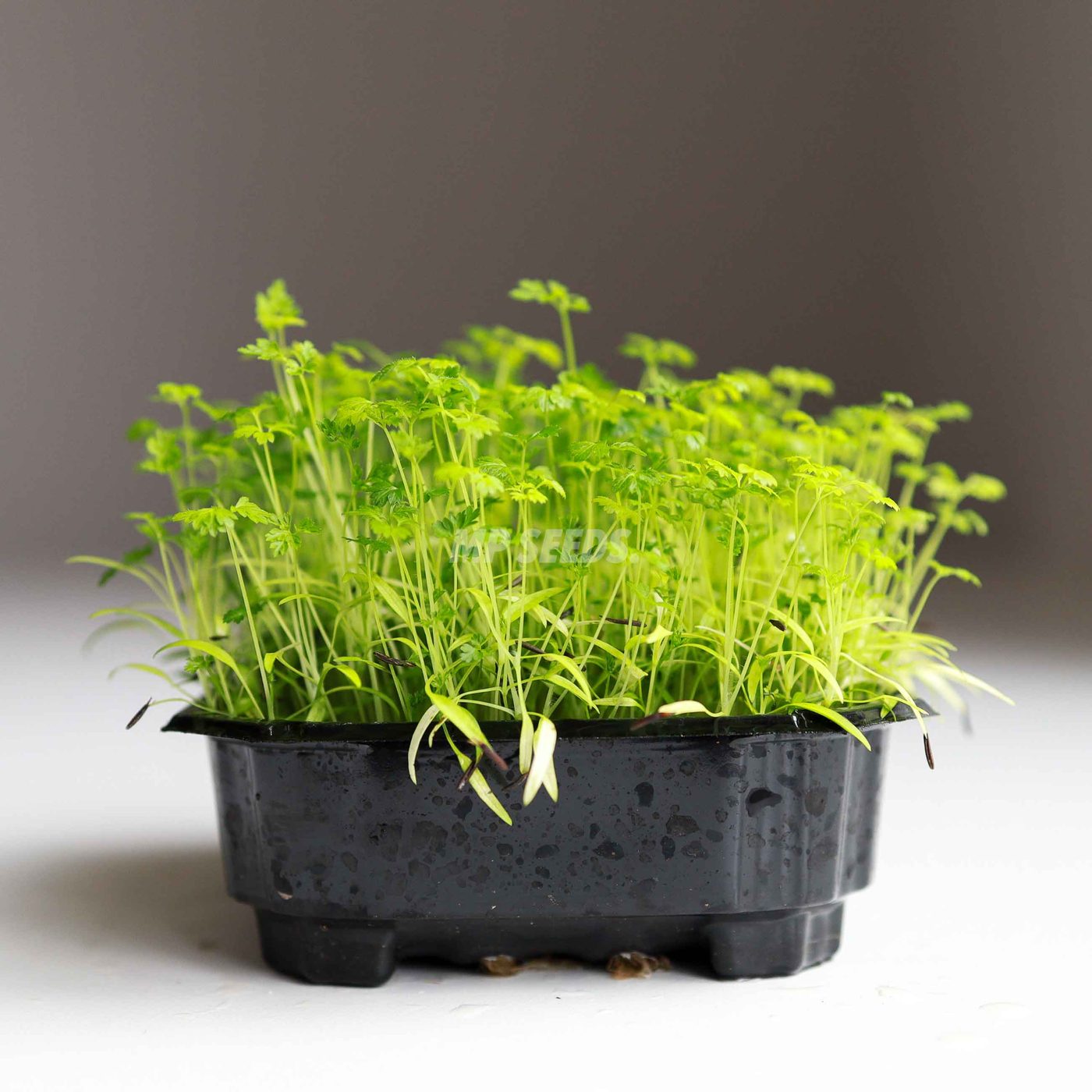 Chervil microgreens