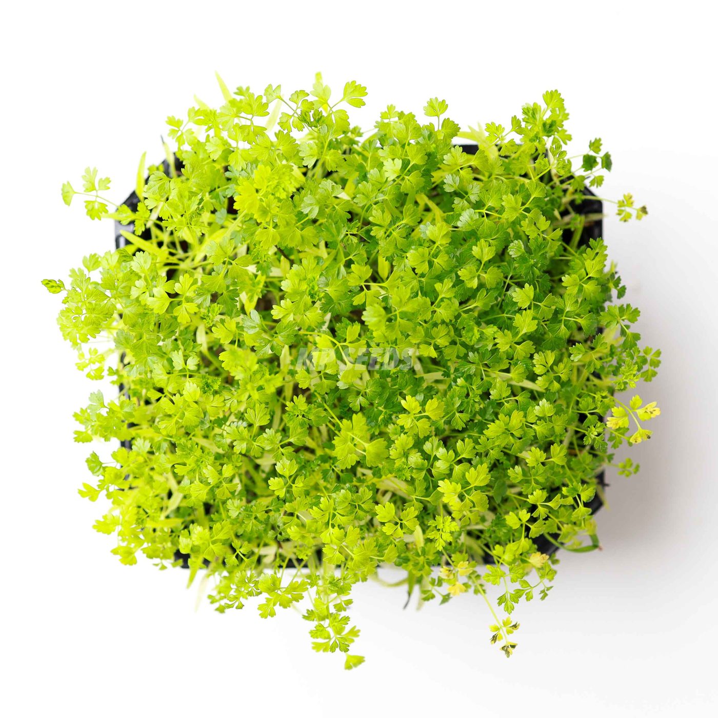 Chervil microgreens