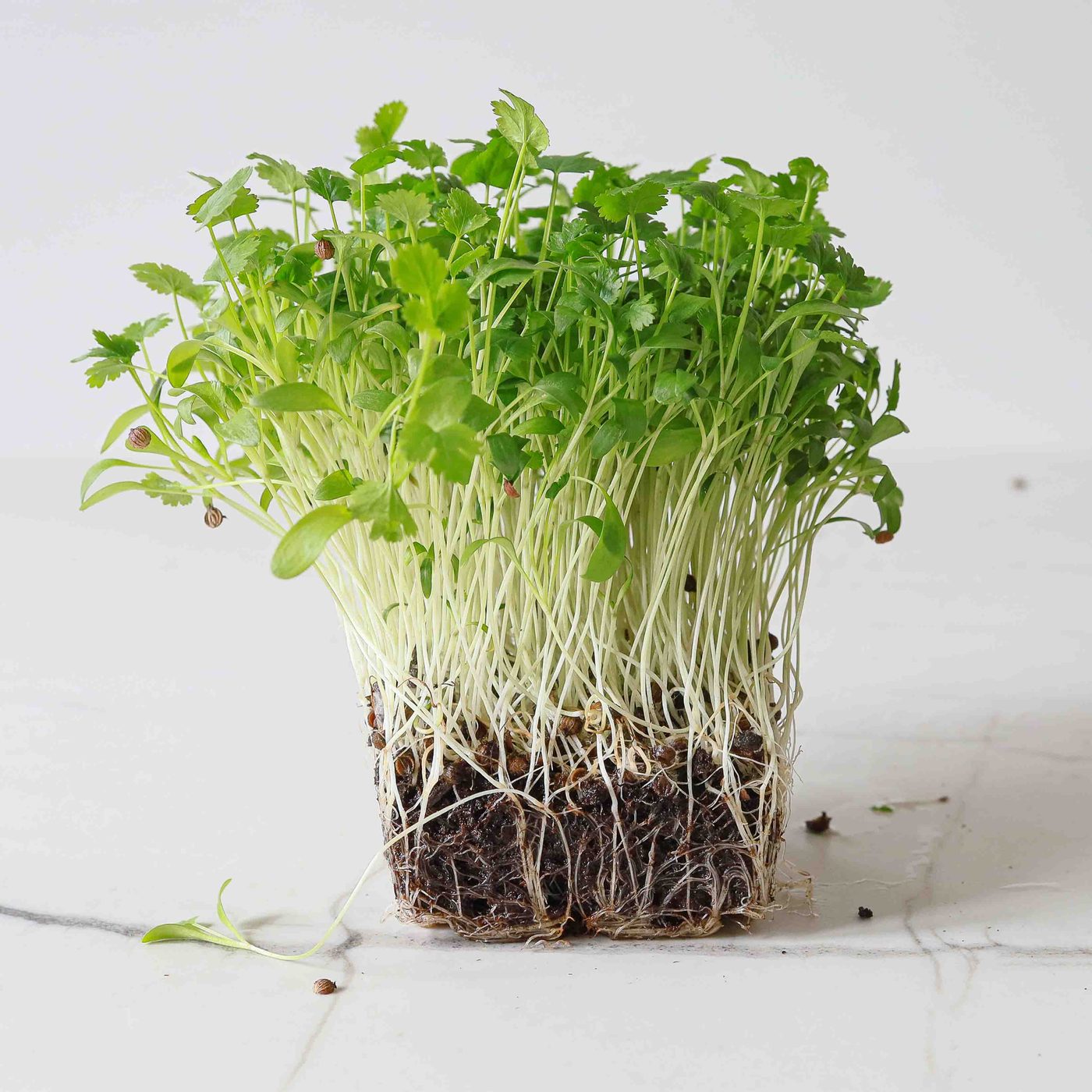 Cilantro Coriander microgreens