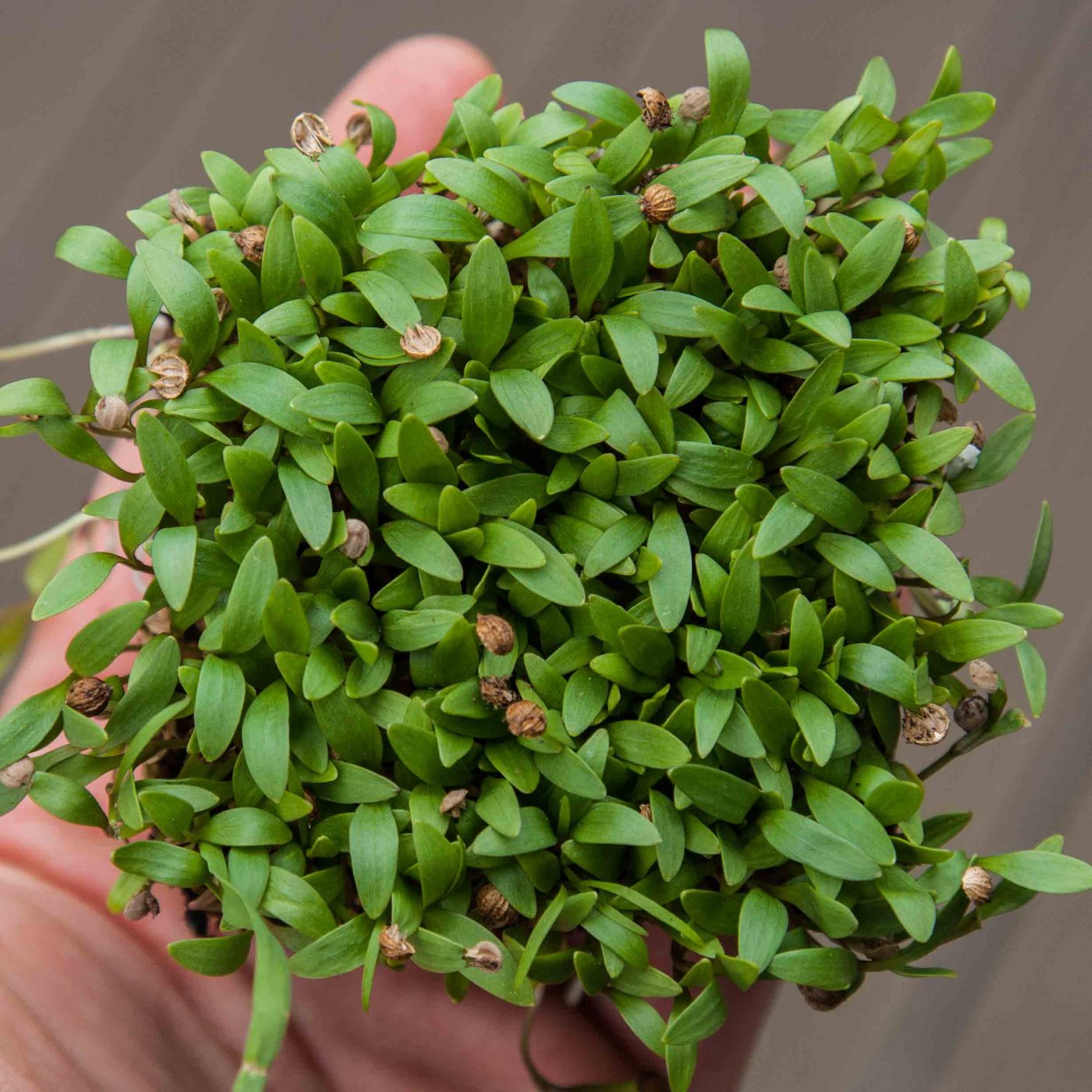 Cilantro Coriander microgreens