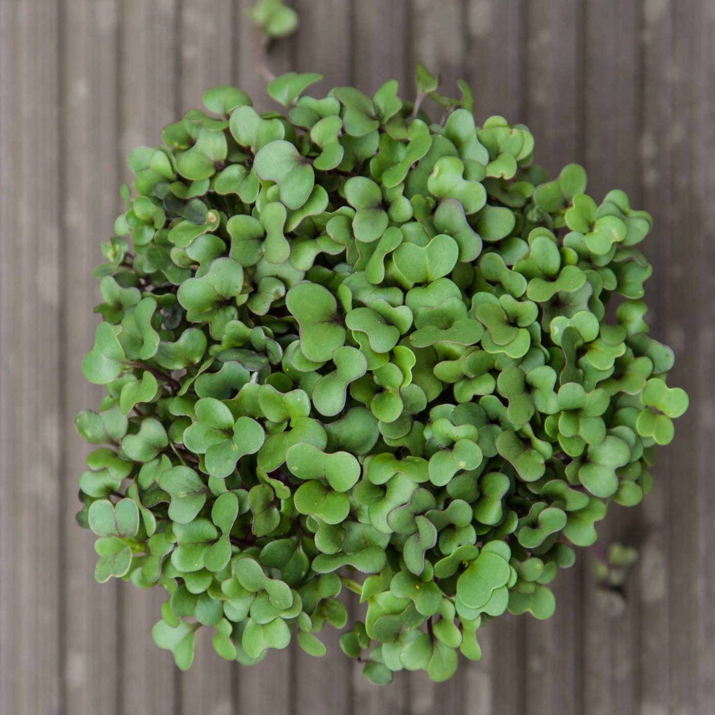 Kohlrabi Red microgreens