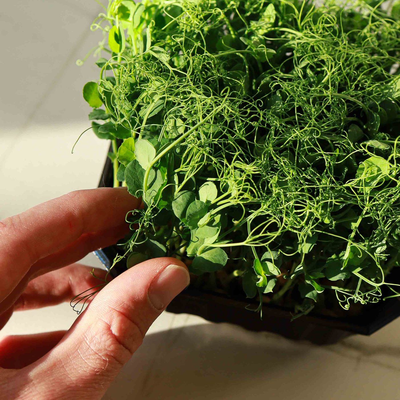 Pea Foxy microgreens