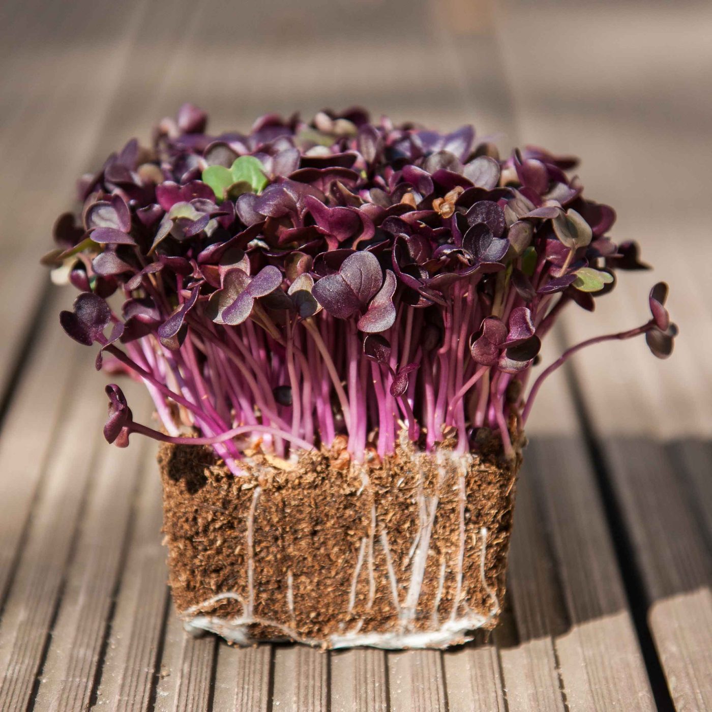 Radish Red Rambo microgreens