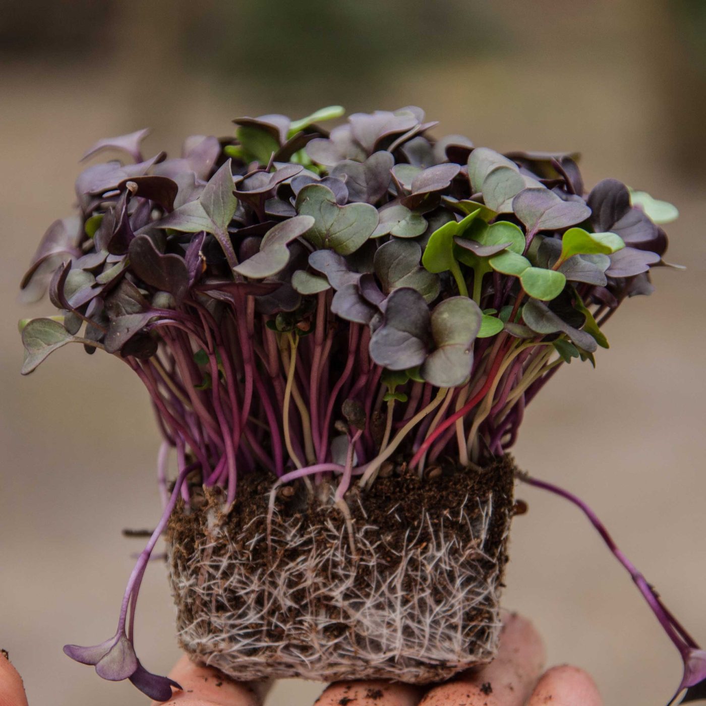 Radish Red Rambo microgreens