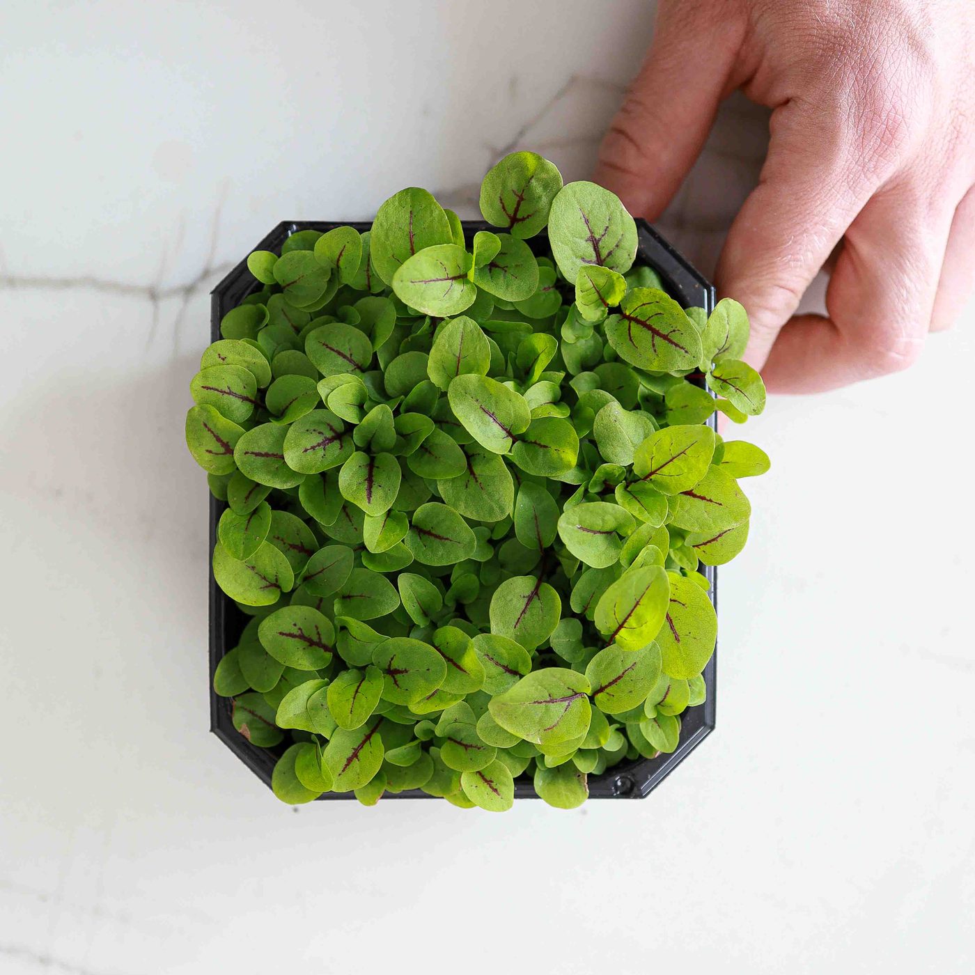 Red Veined Sorrel microgreens