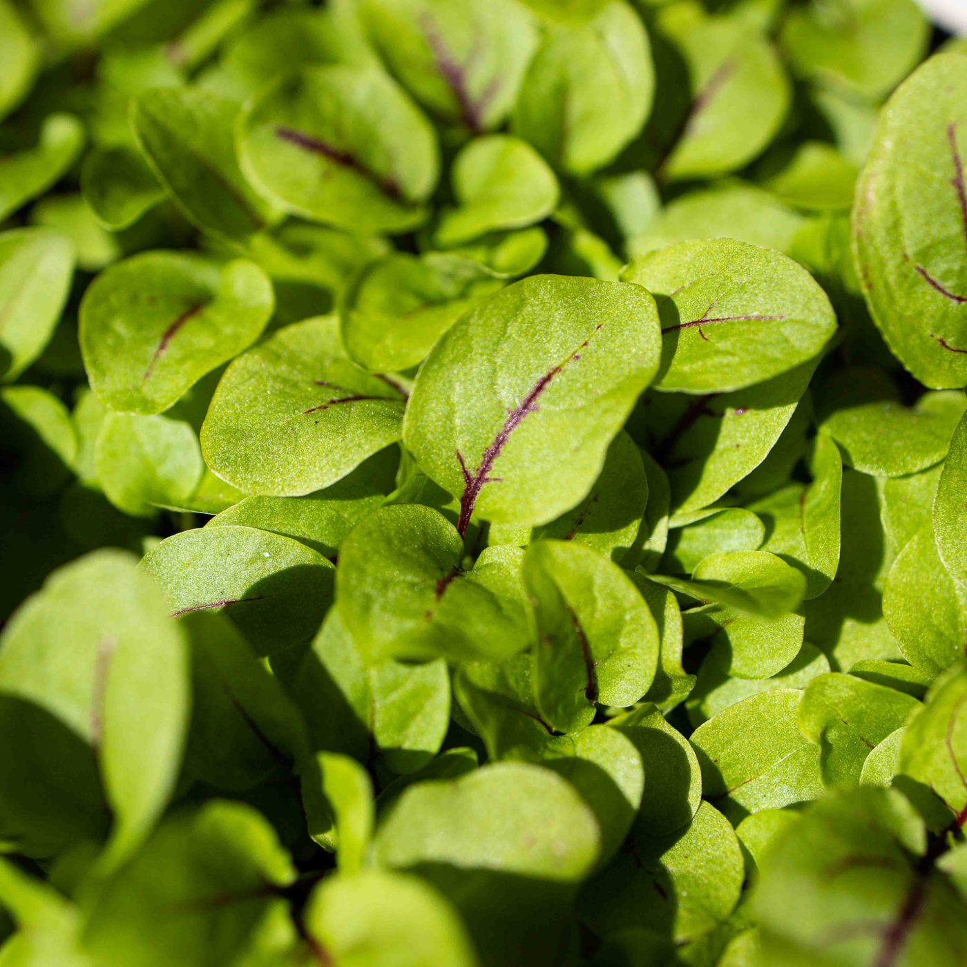 Red Veined Sorrel microgreens